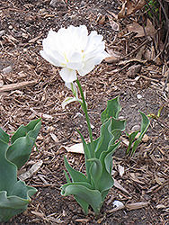 Mondial Tulip (Tulipa 'Mondial') at A Very Successful Garden Center