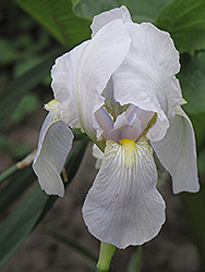 Lo Ho Silver Iris (Iris 'Lo Ho Silver') at A Very Successful Garden Center