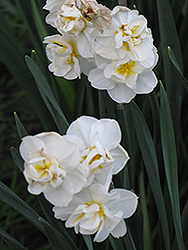 Cheerfulness Daffodil (Narcissus x poetaz 'Cheerfulness') at Lakeshore Garden Centres