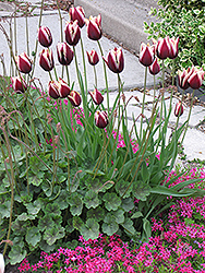 Leen Van der Mark Tulip (Tulipa 'Leen Van der Mark') at A Very Successful Garden Center