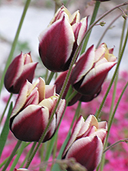 Arabian Mystery Tulip (Tulipa 'Arabian Mystery') at A Very Successful Garden Center