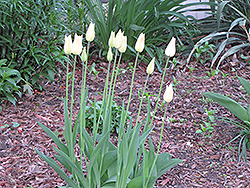 Purissima Tulip (Tulipa fosteriana 'Purissima') at A Very Successful Garden Center