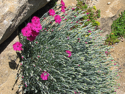 Badenia Pinks (Dianthus gratianopolitanus 'Badenia') at A Very Successful Garden Center