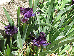 Bee Mused Iris (Iris 'Bee Mused') at Stonegate Gardens