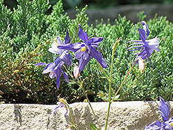 Blue Star Columbine (Aquilegia caerulea 'Blue Star') at A Very Successful Garden Center