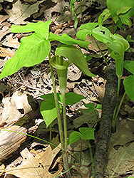 Green Japanese Jack-In-The-Pulpit (Arisaema triphyllum 'ssp. triphyllum') at Lakeshore Garden Centres