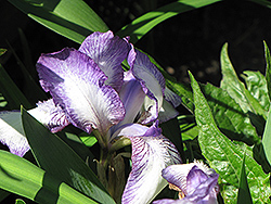 Nancy Butterfly Iris (Iris 'Nancy Butterfly') at A Very Successful Garden Center