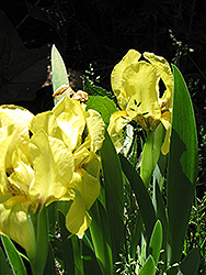 Churchill Downs Iris (Iris 'Churchill Downs') at Stonegate Gardens