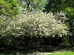 Mary Potter Flowering Crab (Malus 'Mary Potter') at Stonegate Gardens