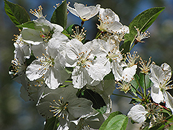 Mary Potter Flowering Crab (Malus 'Mary Potter') at Lakeshore Garden Centres