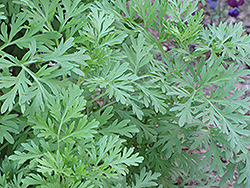 Absinthe (Artemisia absinthium) at Stonegate Gardens