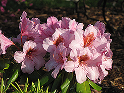 Vineland Rhododendron (Rhododendron 'Vineland') at Stonegate Gardens
