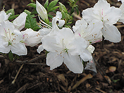 Quakers Azalea (Rhododendron 'Quakers') at A Very Successful Garden Center