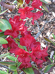 Sumatra Rhododendron (Rhododendron 'Sumatra') at A Very Successful Garden Center
