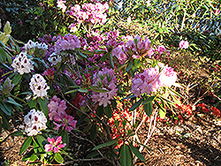 Kullervo Rhododendron (Rhododendron 'Kullervo') at Stonegate Gardens