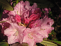 Kullervo Rhododendron (Rhododendron 'Kullervo') at Stonegate Gardens