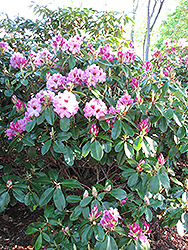 Ben Moseley Rhododendron (Rhododendron 'Ben Moseley') at Lakeshore Garden Centres