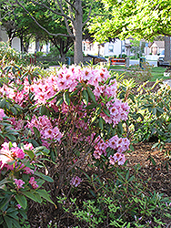 Kabarett Rhododendron (Rhododendron 'Kabarett') at Stonegate Gardens