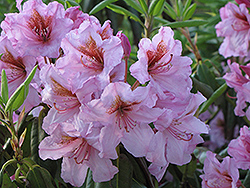 Kabarett Rhododendron (Rhododendron 'Kabarett') at Stonegate Gardens