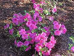 Sandra Ann Azalea (Rhododendron 'Sandra Ann') at A Very Successful Garden Center
