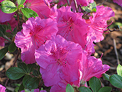 Sandra Ann Azalea (Rhododendron 'Sandra Ann') at A Very Successful Garden Center