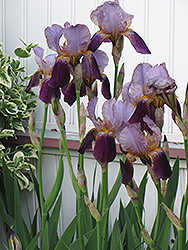 Katy Bug Iris (Iris 'Katy Bug') at A Very Successful Garden Center