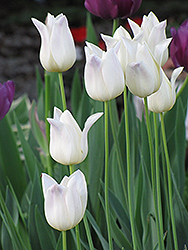 Christmas Sweet Tulip (Tulipa 'Christmas Sweet') at A Very Successful Garden Center