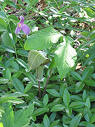 Hybrid Jack-In-The-Pulpit (Arisaema x triphyllum) at Stonegate Gardens
