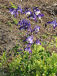 Olympia Columbine (Aquilegia 'Olympia') at A Very Successful Garden Center