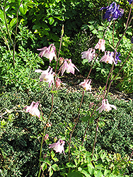 Fan Columbine (Aquilegia flabellata) at A Very Successful Garden Center