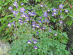 Blue Butterflies Columbine (Aquilegia 'Blue Butterflies') at Stonegate Gardens