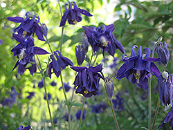 Double Violet Blue Columbine (Aquilegia vulgaris 'Double Violet Blue') at Stonegate Gardens