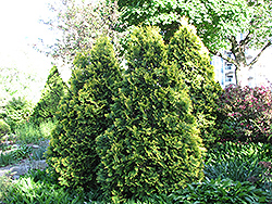 Sudwell's Arborvitae (Thuja occidentalis 'Sudwelli') at A Very Successful Garden Center