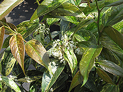 Girard's Rainbow Fetterbush (Leucothoe fontanesiana 'Girard's Rainbow') at A Very Successful Garden Center