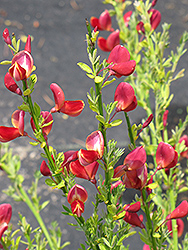 Boskoop Ruby Broom (Cytisus x praecox 'Boskoop Ruby') at A Very Successful Garden Center