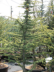 Golden Atlas Cedar (Cedrus atlantica 'Aurea') at A Very Successful Garden Center