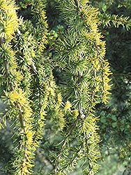 Weeping Golden Deodar Cedar (Cedrus deodara 'Aurea Pendula') at Stonegate Gardens