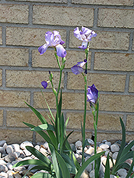 Clarence Iris (Iris 'Clarence') at Lakeshore Garden Centres