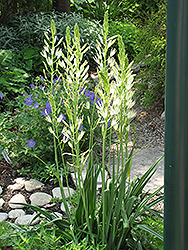 Semiplena Camassia (Camassia leichtlinii 'Semiplena') at Lakeshore Garden Centres