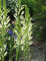 Semiplena Camassia (Camassia leichtlinii 'Semiplena') at A Very Successful Garden Center