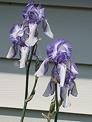 Deuce Iris (Iris 'Deuce') at A Very Successful Garden Center