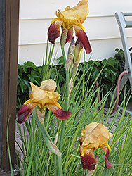 Cheshire Cat Iris (Iris 'Cheshire Cat') at A Very Successful Garden Center