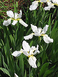 Eco White Angel Crested Iris (Iris cristata 'Eco White Angel') at A Very Successful Garden Center