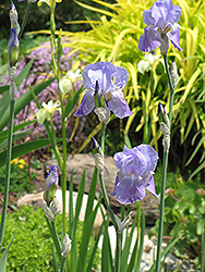 Then Again Iris (Iris 'Then Again') at A Very Successful Garden Center