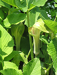 Green Japanese Jack-In-The-Pulpit (Arisaema triphyllum 'ssp. triphyllum') at Stonegate Gardens