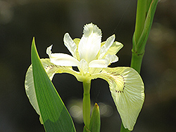 Milton Iris (Iris pseudacorus 'Milton') at Lakeshore Garden Centres