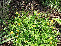 Sunshine Superman Tickseed (Coreopsis pubescens 'Sunshine Superman') at A Very Successful Garden Center
