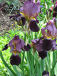 Nights Of Gladness Iris (Iris 'Nights Of Gladness') at Stonegate Gardens
