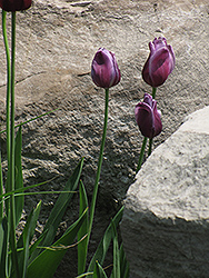Passionale Tulip (Tulipa 'Passionale') at Stonegate Gardens
