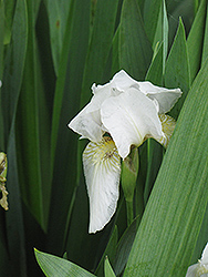 Wabishine Iris (Iris 'Wabishine') at A Very Successful Garden Center